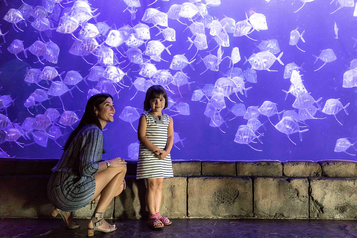 Family at Audubon Aquarium