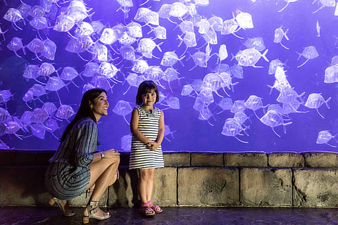 Family at Audubon Aquarium