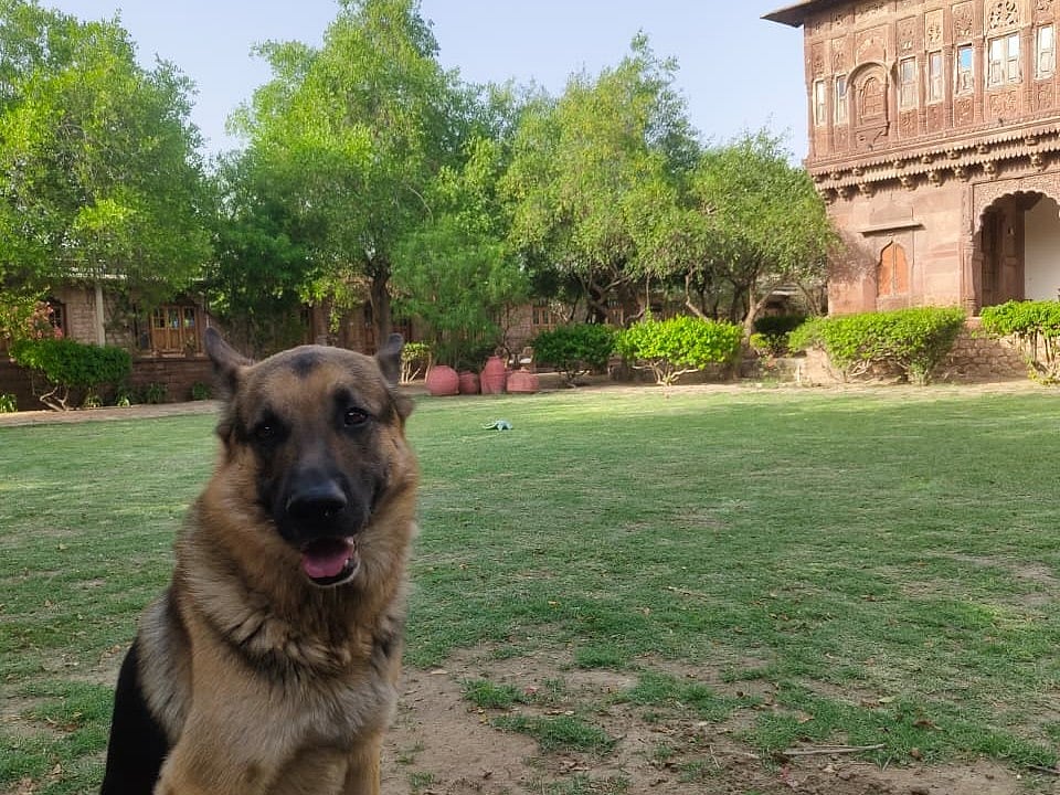 Sheru in his habitat at Chandelao Garh