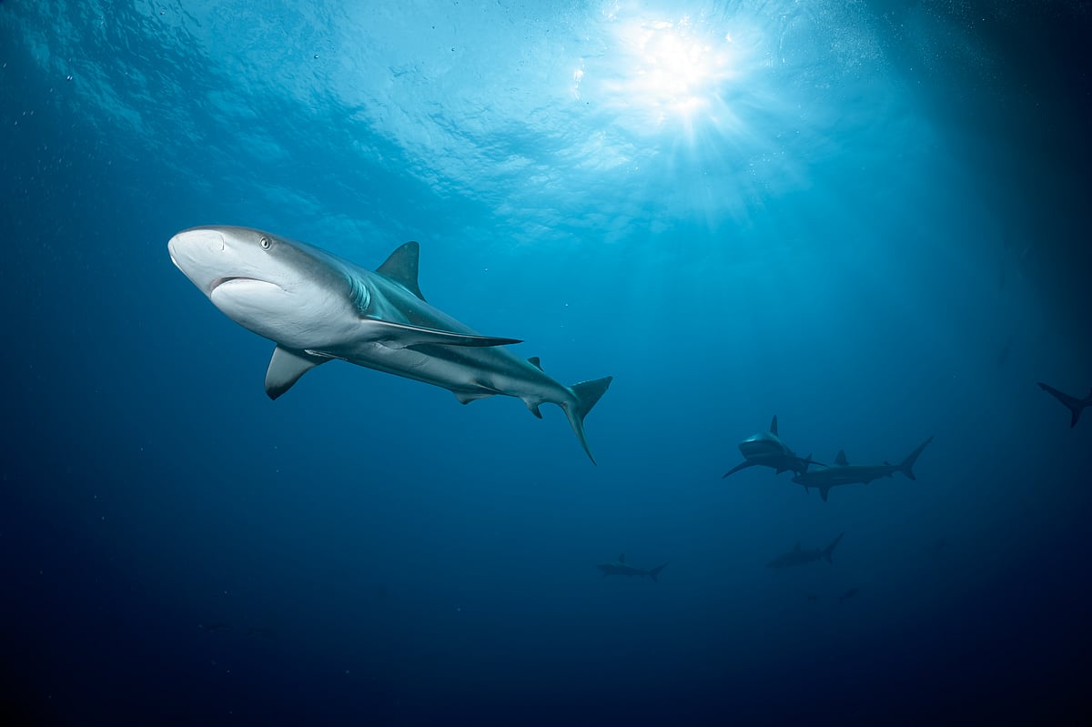 Sharks underwater in the Bahamas