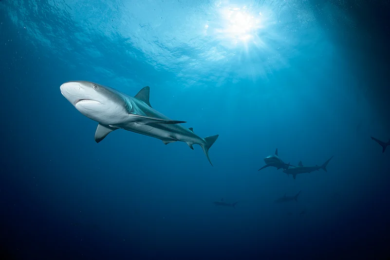Sharks underwater in the Bahamas