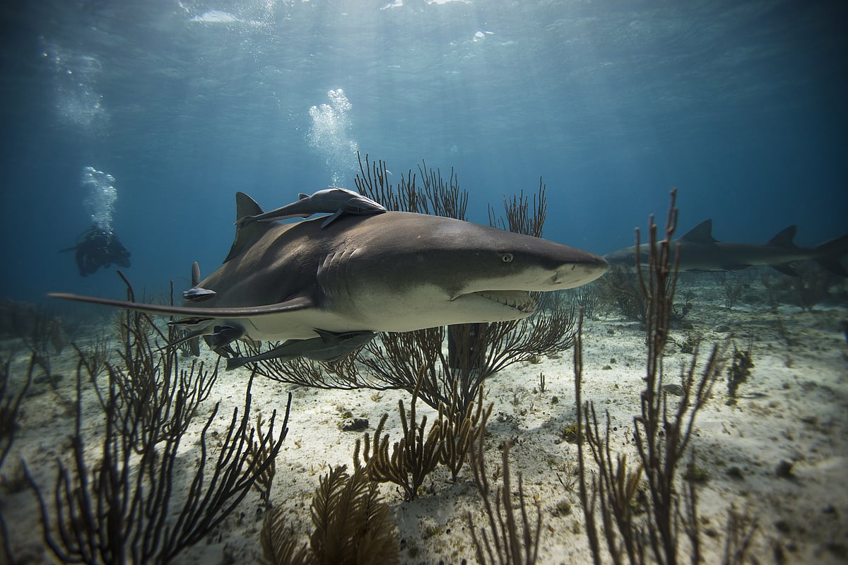 A shark under water