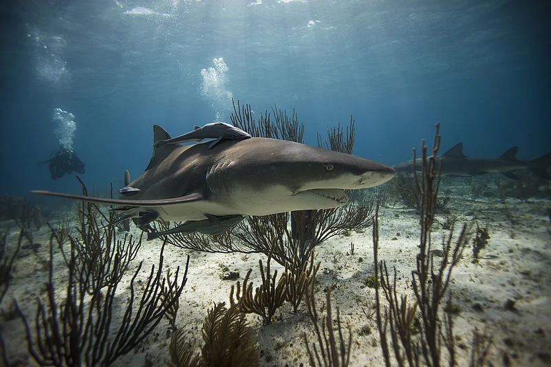 A shark under water