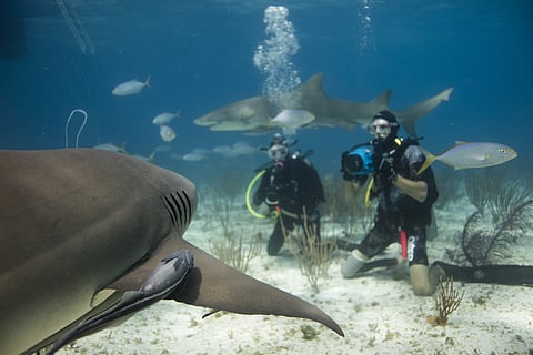 Divers encounter a shark underwater