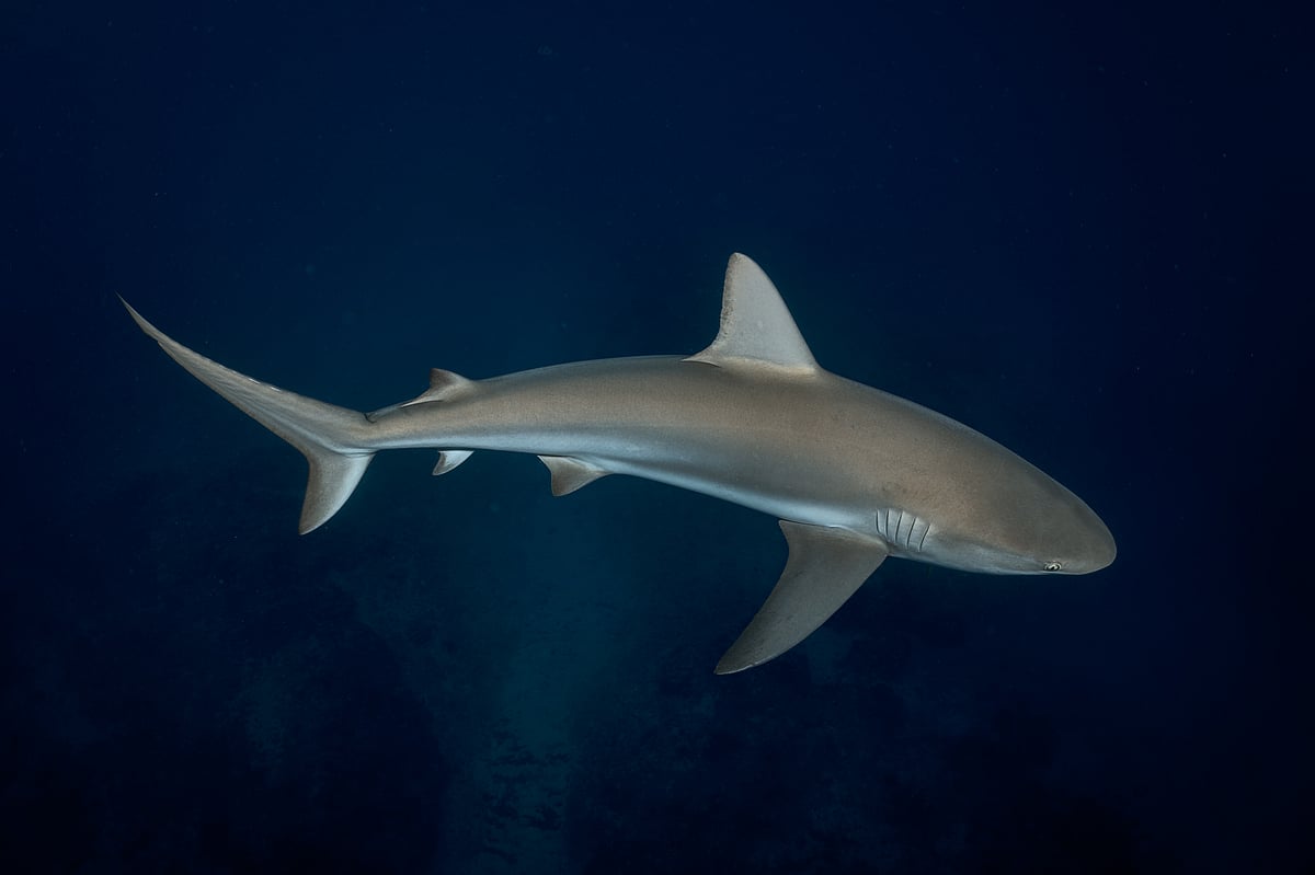 Sharks are often considered indicators of broader ecosystem health