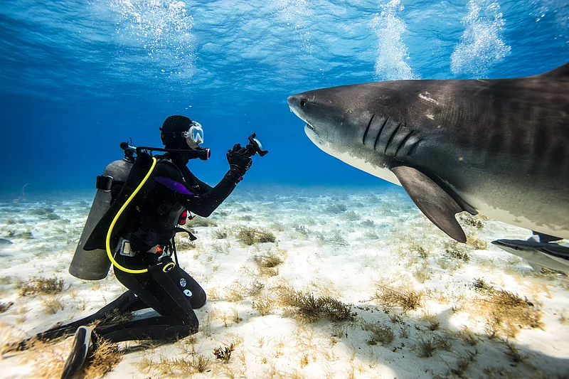 Swimming With Sharks, Responsibly