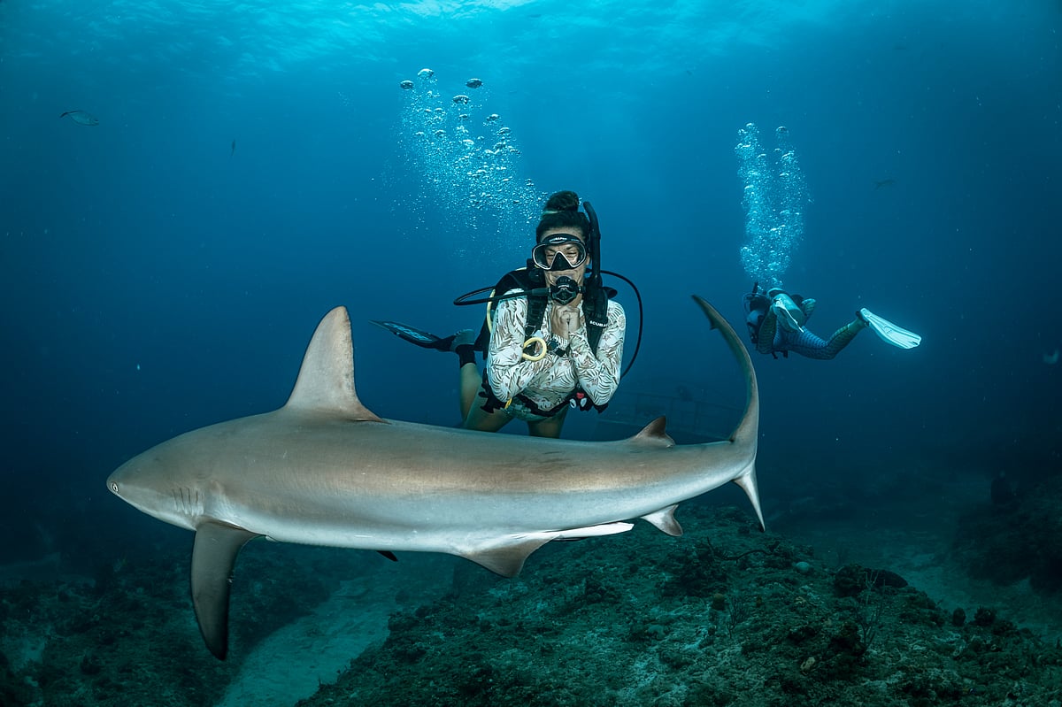 Focus should be on observing sharks in their natural habitat