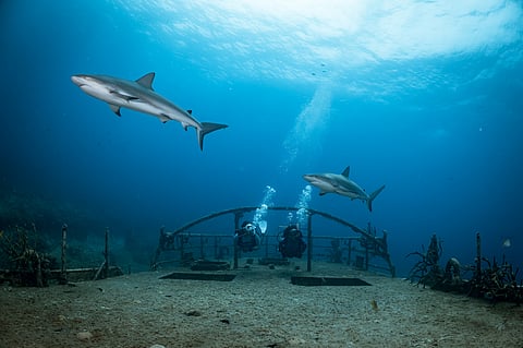 Sharks in their habitat