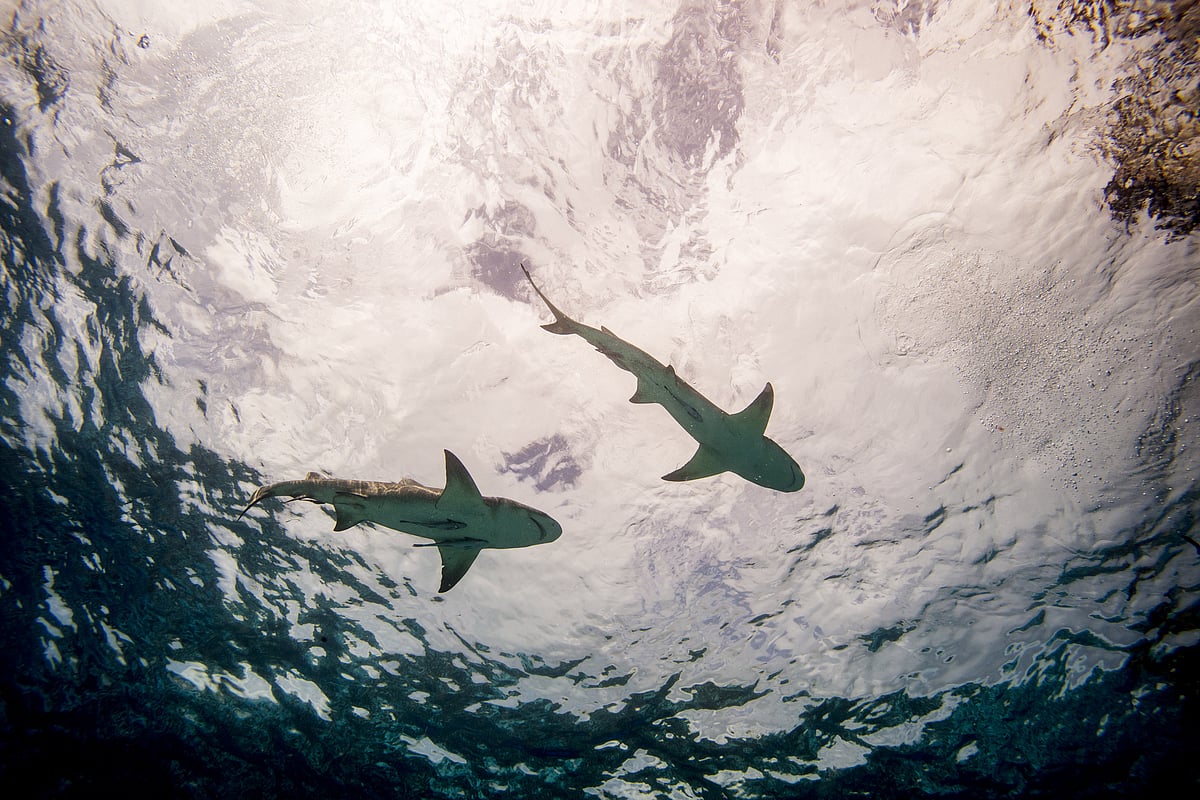 Sharks swimming in the Bahamas