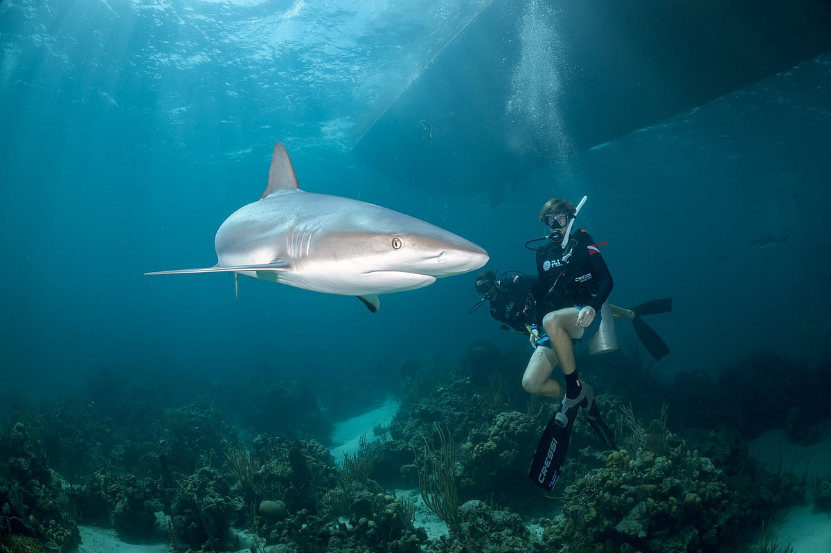 A diver with a shark