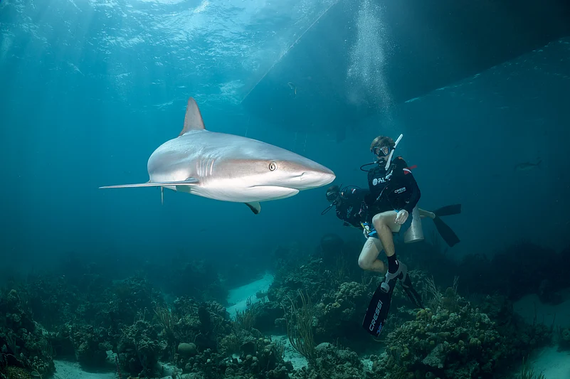 A diver with a shark