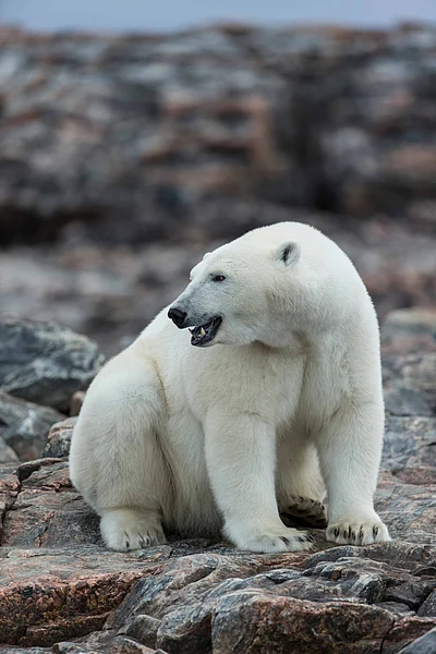 Shutterstock : A polar bear in Nunavut, Canada