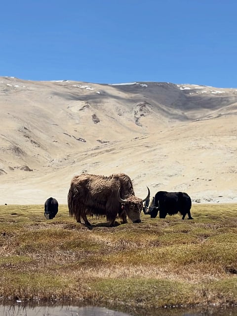 Puga Valley, Ladakh