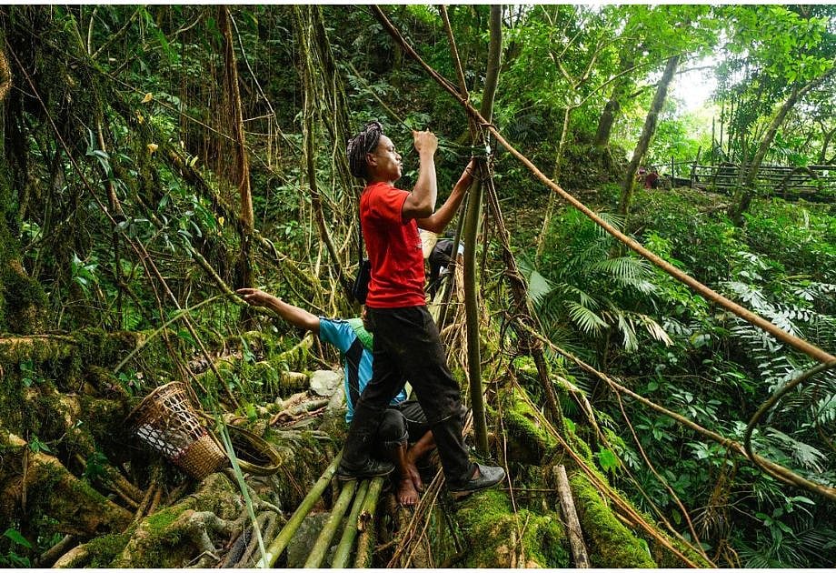 The Living Root Bridge Foundation works to protect Meghalayas Living Root Bridges through conservation, community engagement, and sustainable tourism. 