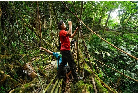 The Living Root Bridge Foundation works to protect Meghalaya's Living Root Bridges through conservation, community engagement, and sustainable tourism.