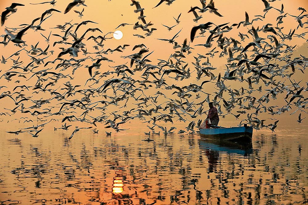 Nigambodh Ghat/Delhi: 
Migratory gulls gather along the Yamuna each winter, arriving from colder regions and staying by the riverbanks from around November to March