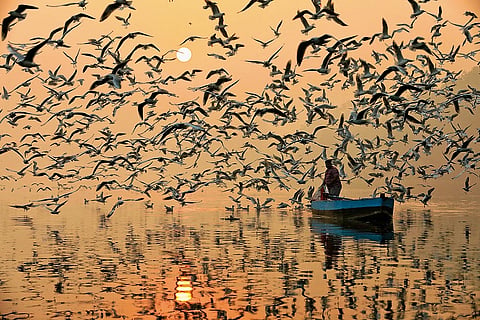 Nigambodh Ghat/Delhi: 
Migratory gulls gather along the Yamuna each winter, arriving from colder regions and staying by the riverbanks from around November to March