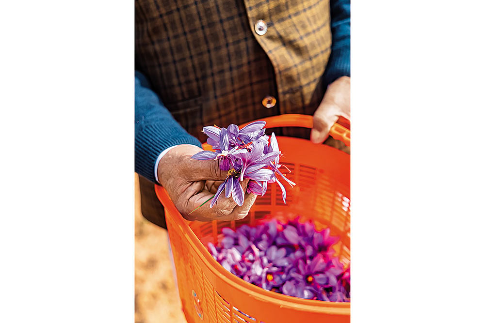 Behind every strand of saffron is intense labour and patience