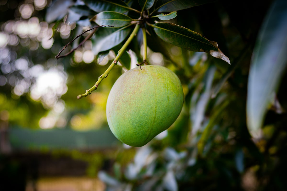Discover the stories behind the king of fruits