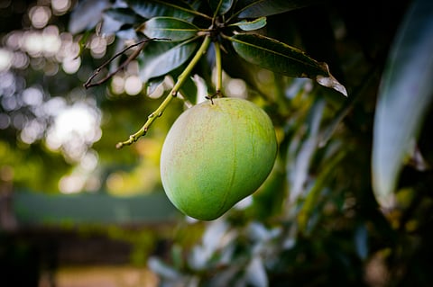 Discover the stories behind the king of fruits