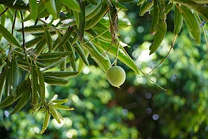 Unsplash : Where mangoes become a travel experience