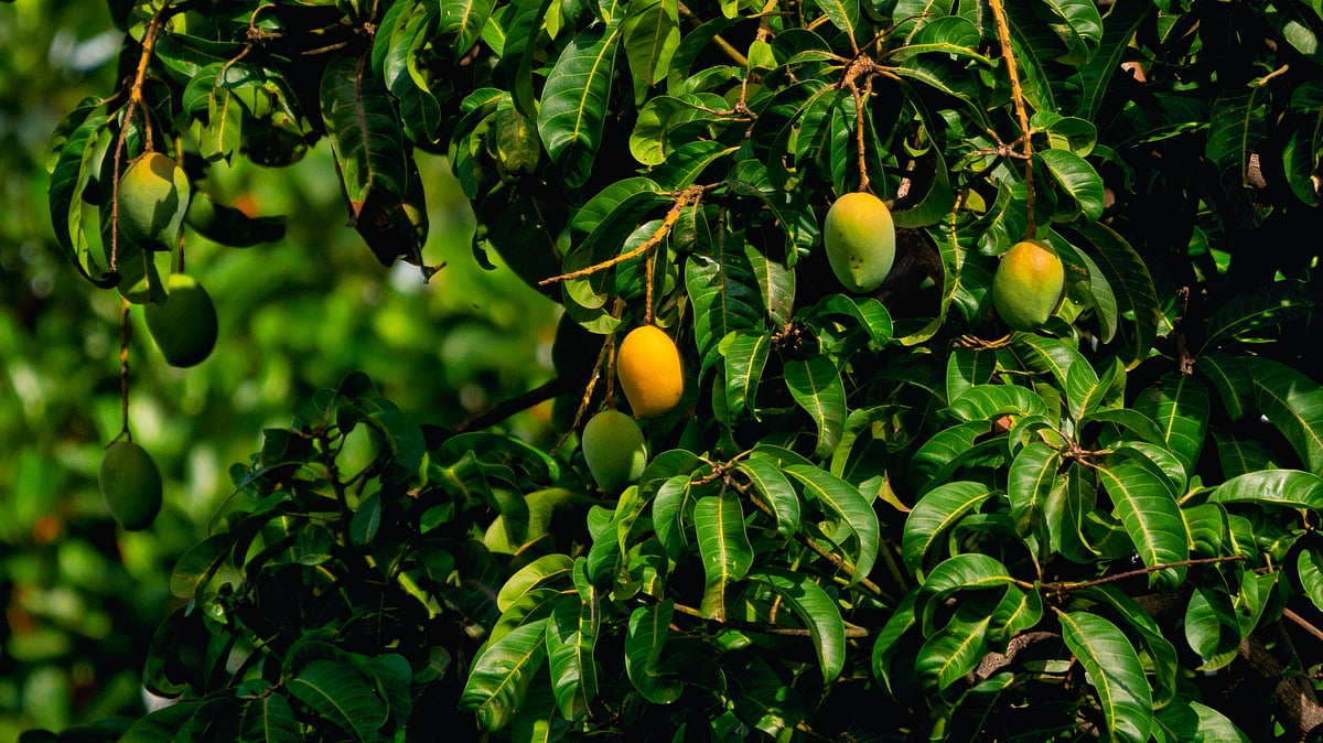 A journey through the worlds most fascinating mango hotspots