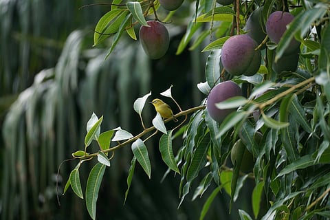 From orchards to museums, mangoes take centre stage