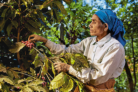 Karnataka, Kerala and Tamil Nadu, the major coffee-producing regions in India, continue to define the country’s coffee identity