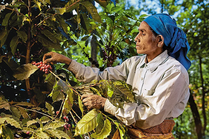 Karnataka, Kerala and Tamil Nadu, the major coffee-producing regions in India, continue to define the country’s coffee identity