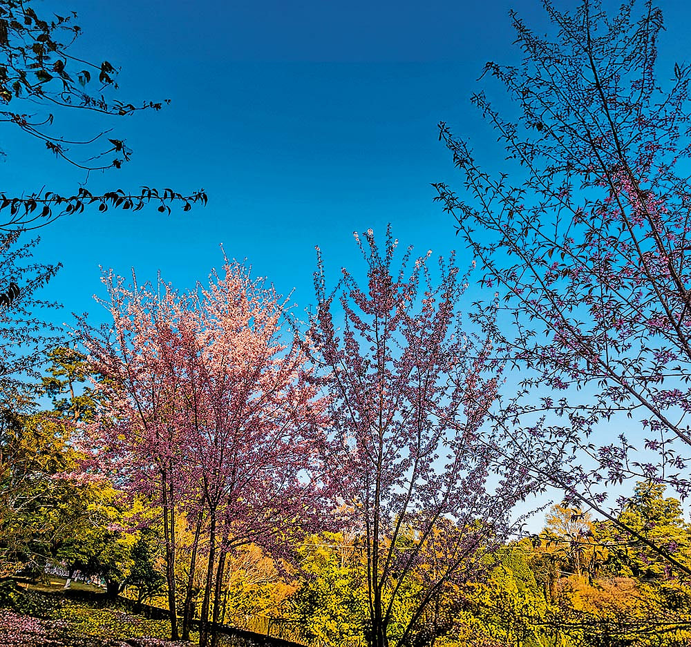 Shillongs Cherry Blossom Festival has poised the city as a top travel destination