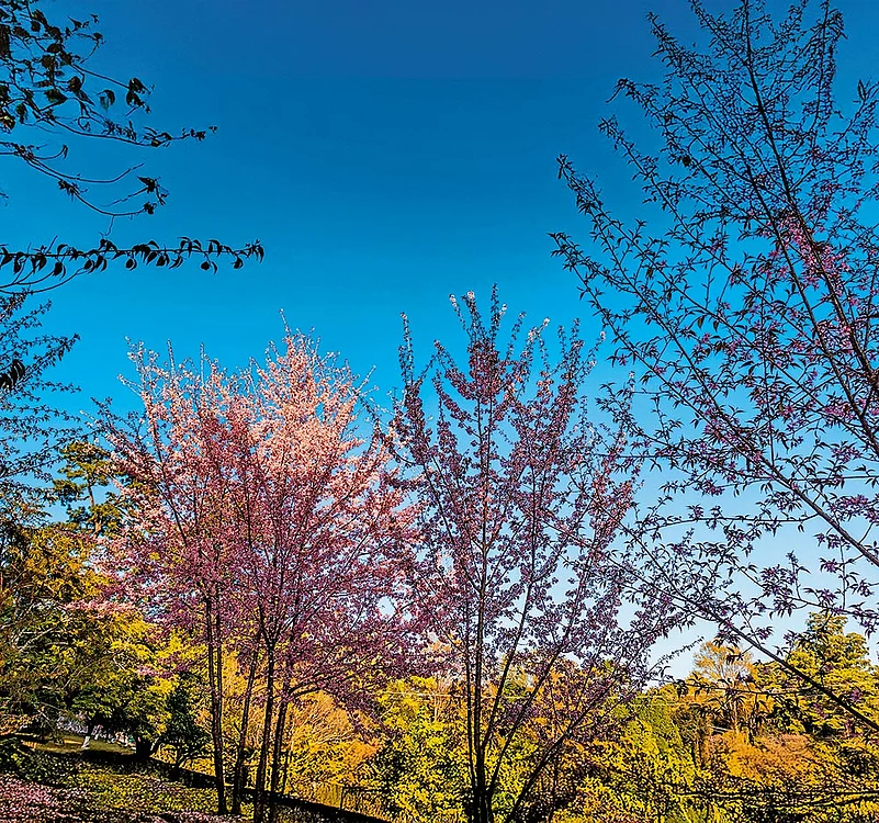 Shillongs Cherry Blossom Festival has poised the city as a top travel destination