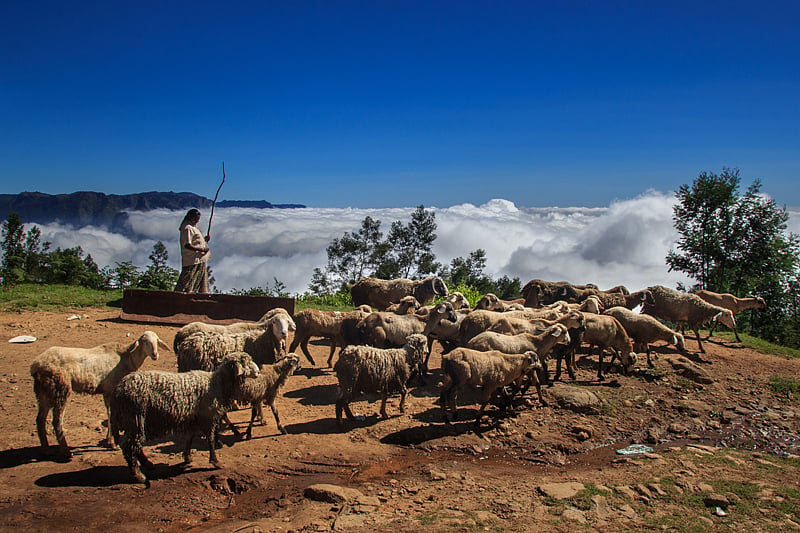 A herd of sheep