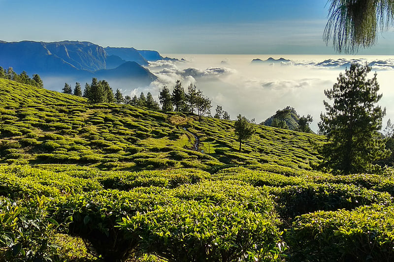 Kolukkumalai gives you a travel experience above the clouds