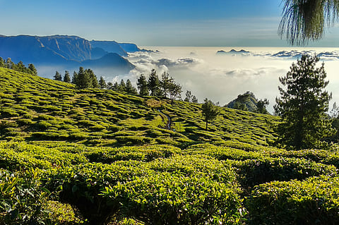 Kolukkumalai gives you a travel experience above the clouds