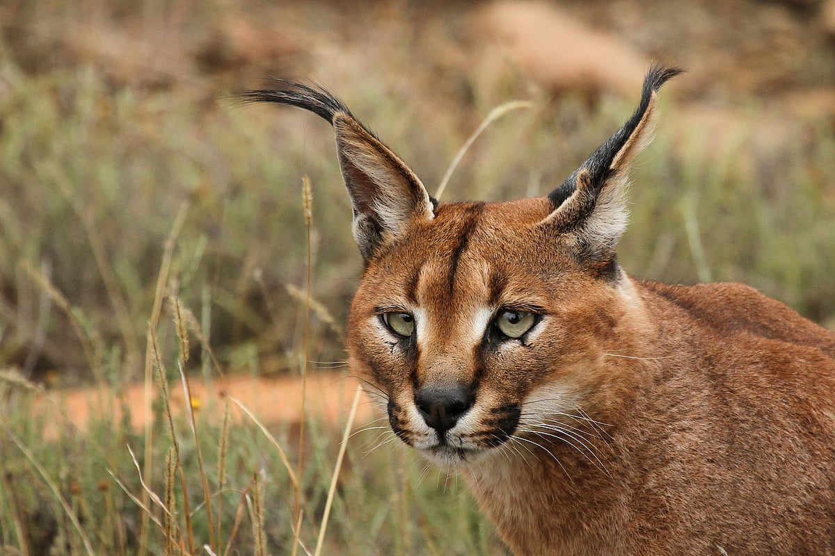 Wikimedia Commons : A caracal