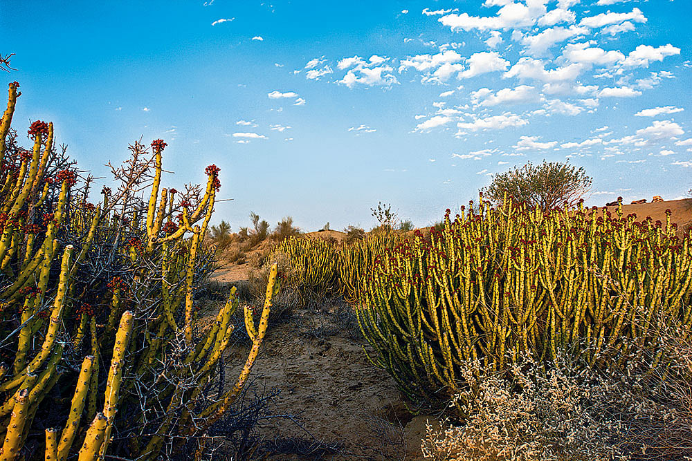 Roee is not a failed land waiting to be improved, it is already a thriving habitat