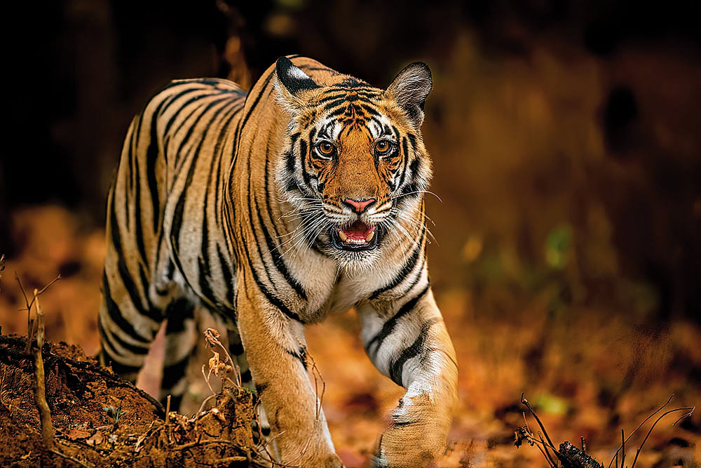 Shutterstock : A tiger in Kanha National Park, where Sahgal first encountered these wild cats in their natural habitat