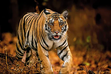Shutterstock : A tiger in Kanha National Park, where Sahgal first encountered these wild cats in their natural habitat