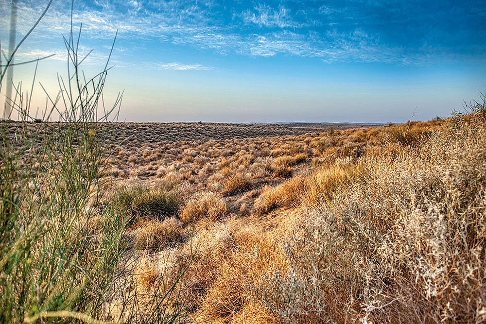 Pradip Krishen : The Thar may seem barren, but it is full of invisible life