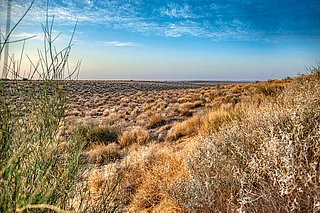 Pradip Krishen : The Thar may seem barren, but it is full of invisible life