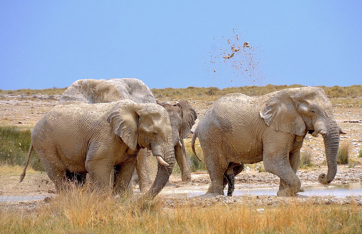 Elephants at Charitsaub waterhole, Etosha National Park