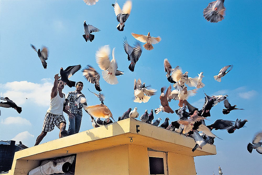 Lucknow/Uttar Pradesh: A kabootar bazi event in Maulviganj, where pigeon flying remains part of the city’s older recreational and neighbourhood traditions