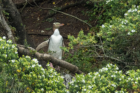 Yellow-eyed penguin on Stewart Island, New Zealand