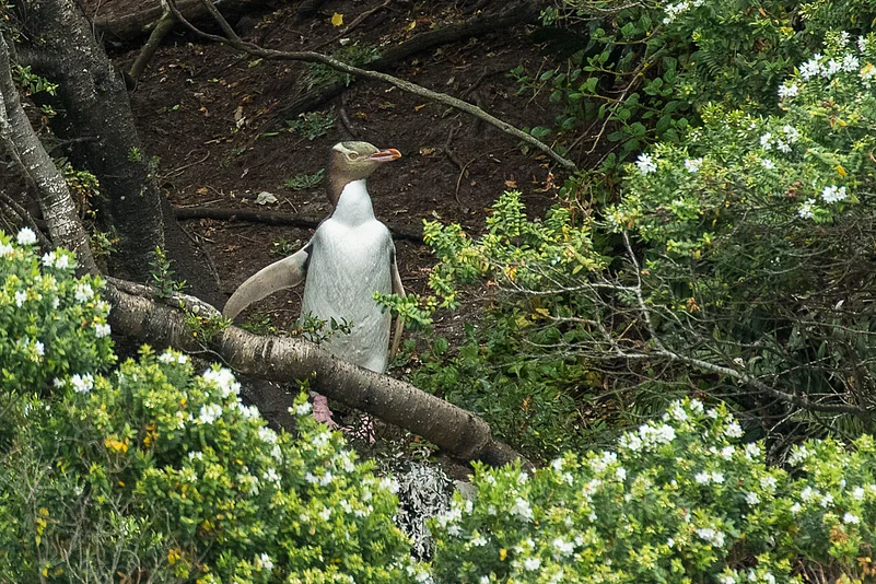 Yellow-eyed penguin on Stewart Island, New Zealand