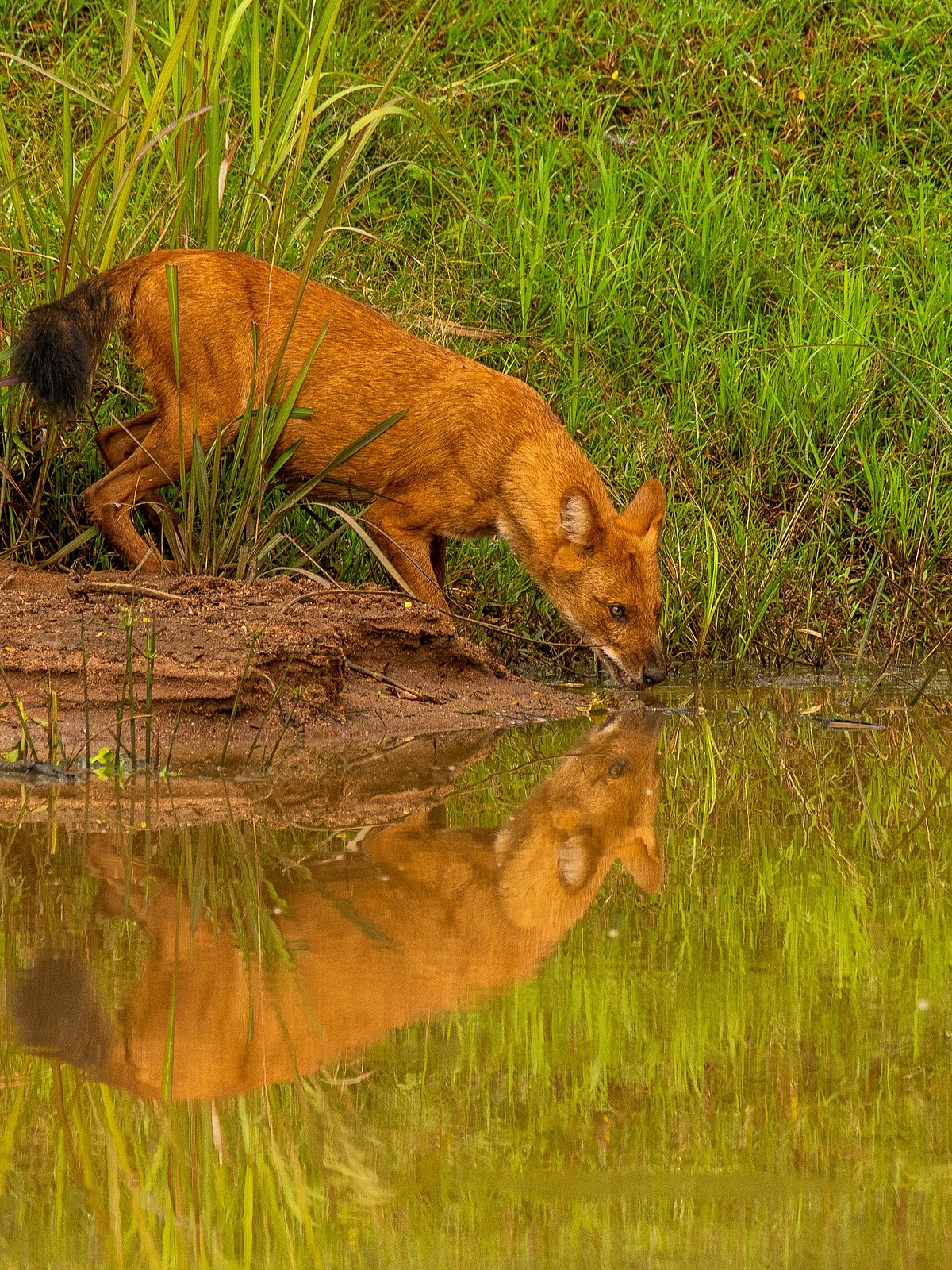 Chaithanya Krishnan/Shutterstock : Nagarahole National Park in Karnataka