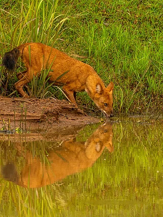 Chaithanya Krishnan/Shutterstock : Nagarahole National Park in Karnataka