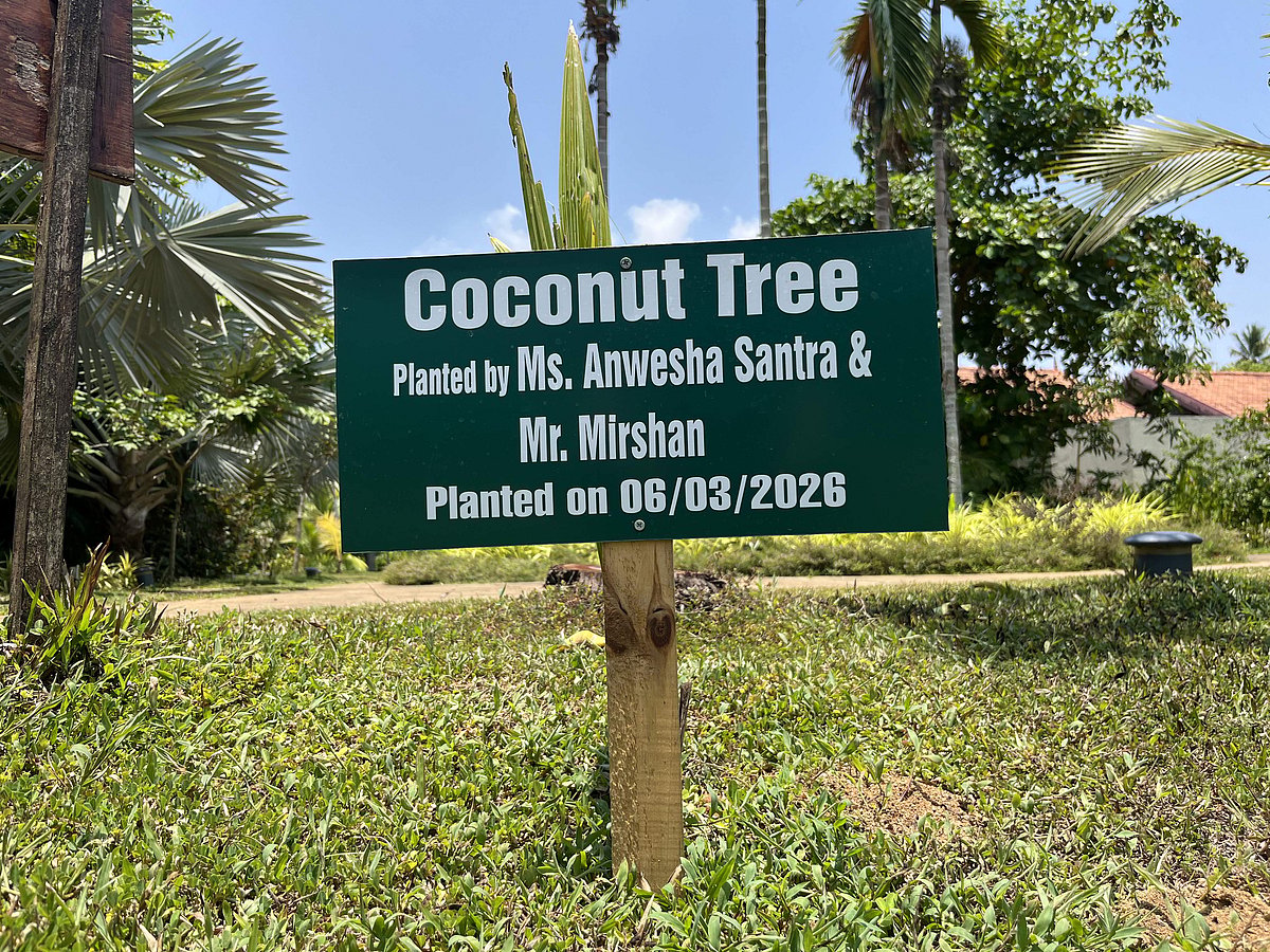 The coconut sapling that I planted during my stay