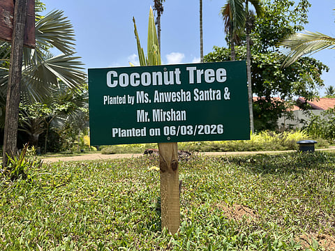 The coconut sapling that I planted during my stay
