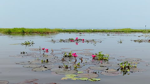 Lotus blooms on the Vembanad Lake