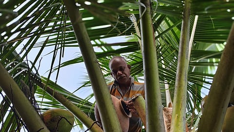 A toddy tapper at work
